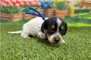 Parker - puppy for sale