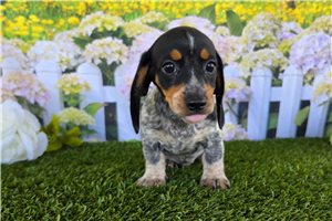 Parker - Mini Dachshund for sale