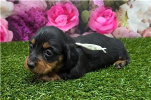 Beatrice - Mini Dachshund for sale