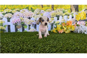 Polly - Dachshund, Mini for sale