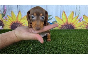 Konrad - Dachshund, Mini for sale