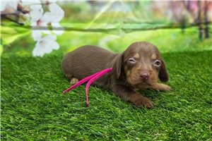 Kayla - puppy for sale