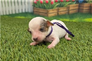 Polly - puppy for sale