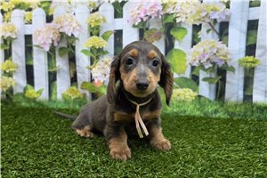 Beauty - Dachshund, Mini for sale