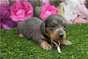 Beauty - puppy for sale