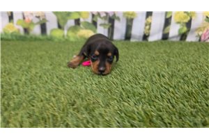 Paisley - puppy for sale