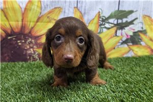 Beauregard - Dachshund, Mini for sale