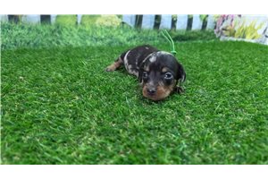Keegan - Dachshund, Mini for sale