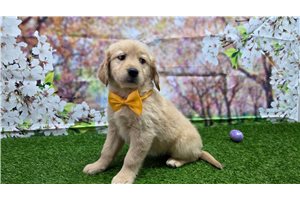 Paisley - Golden Retriever for sale