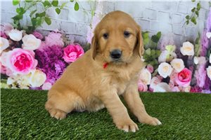 Nadia - Golden Retriever for sale