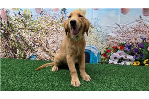 Hadley - Golden Retriever for sale