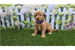 Julia - Golden Retriever for sale