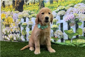 Hadley - Golden Retriever for sale