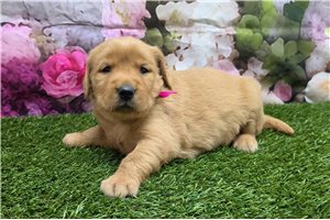 Haira - puppy for sale