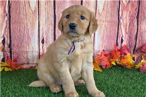 Alexa - puppy for sale