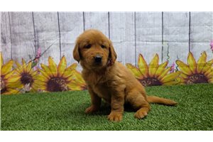 Ibby - Golden Retriever for sale