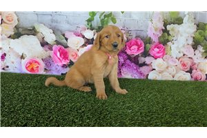 Nina - Golden Retriever for sale