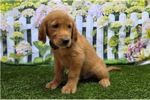 Hunter - Golden Retriever for sale