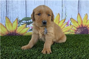 Noah - Golden Retriever for sale