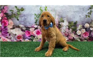 Iggy - Golden Retriever for sale