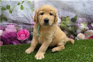 Sonya - Golden Retriever for sale