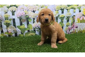 Cassius - Golden Retriever for sale