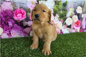 Nayeli - Golden Retriever for sale