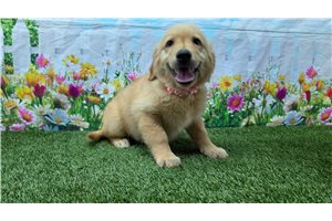 Sophie - Golden Retriever for sale