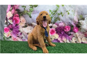 Cassius - Golden Retriever for sale