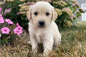 Sport - Golden Retriever for sale