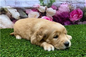 Hadley - puppy for sale