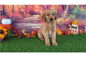 Alvin - Golden Retriever for sale