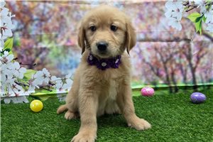 Phoebe - Golden Retriever for sale