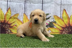 Soldier - puppy for sale