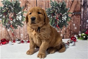 Abner - Golden Retriever for sale