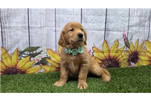 Hadley - Golden Retriever for sale