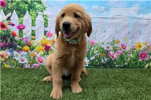 Sonya - Golden Retriever for sale