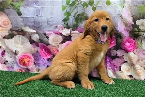Julia - Golden Retriever for sale