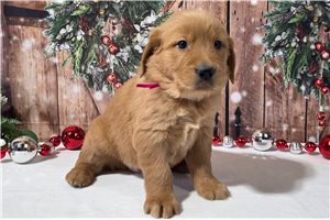 Abby - Golden Retriever for sale