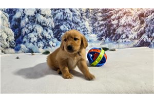 Georgie - Golden Retriever for sale