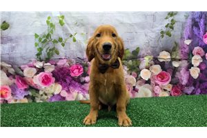 Hunter - Golden Retriever for sale