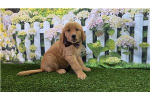 Jamison - Golden Retriever for sale