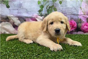 Stuart - Golden Retriever for sale