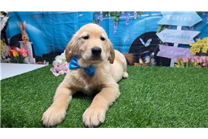 Palmer - puppy for sale