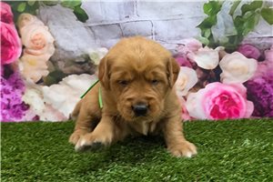 Icon - puppy for sale