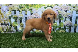 Cecil - Golden Retriever for sale