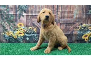 Kyler - Golden Retriever for sale