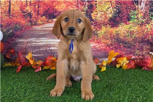 Arthur - Golden Retriever for sale