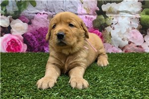Ibeza - Golden Retriever for sale
