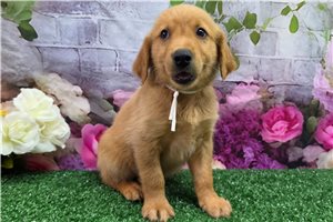 Konrad - Golden Retriever for sale